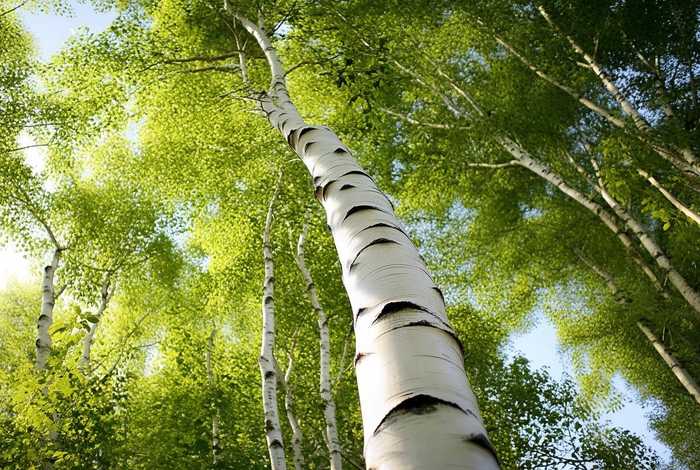 birch怎么读（birch怎么读(标准)）