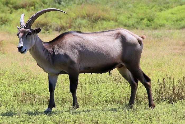 loewe是什么牌子的手机 loewe是什么牌子什么国家的牌子