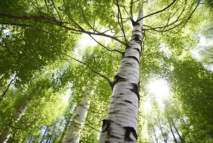 birch怎么读（birch怎么读(标准)）