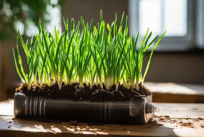 10斤大矿泉水瓶种蒜 - 10斤大矿泉水瓶种蒜苗