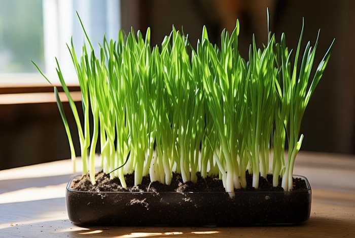 10斤大矿泉水瓶种蒜 - 10斤大矿泉水瓶种蒜苗