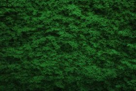 绿色壁纸、绿色壁纸全绿