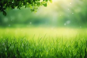 绿色护眼高清壁纸；绿色护眼高清壁纸 绿草