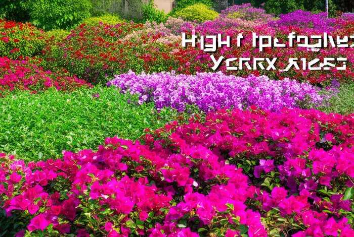 最值得入手的三角梅品种排名、最值得入手的三角梅品种排名图片