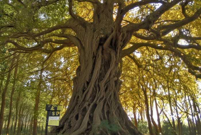 杨树林为什么叫ysl、ysl为什么有人叫杨树林 杨树林为什么叫ysl、ysl为什么有人叫杨树林