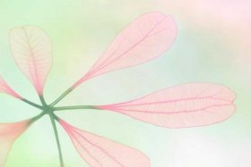 四个花瓣的花图片，四个花瓣的花图片简笔画