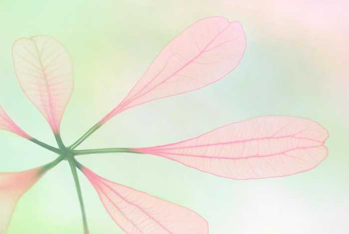 四个花瓣的花图片，四个花瓣的花图片简笔画