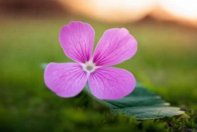 四个花瓣的花（四个花瓣的花叫什么）