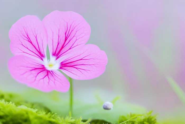 四个花瓣的花（四个花瓣的花叫什么）