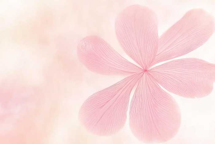 四个花瓣的花图片，四个花瓣的花图片简笔画