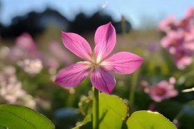 四个花瓣的花有什么寓意 - 四个花瓣的花有什么寓意吗