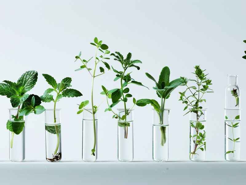 植物提取物在化妆品的发展历程、植物提取物在化妆品的发展历程中的作用 植物提取物在化妆品的发展历程、植物提取物在化妆品的发展历程中的作用