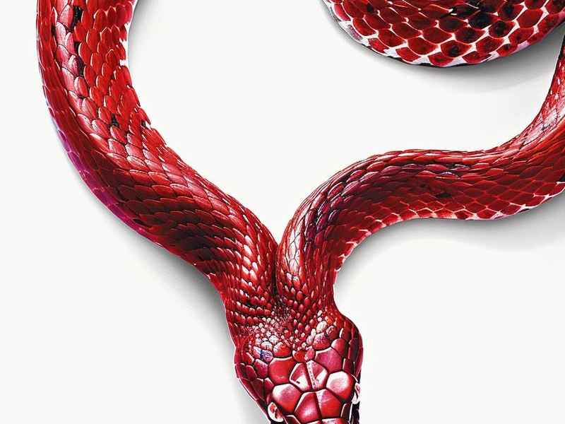 宝格丽灵蛇系列文案、宝格丽灵蛇系列设计理念