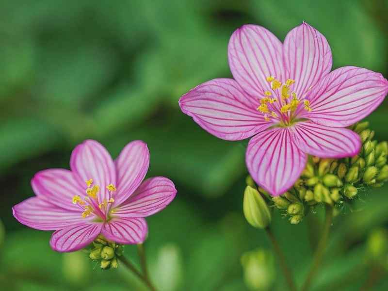 瞿麦花语、瞿麦花语寓意 瞿麦花语、瞿麦花语寓意