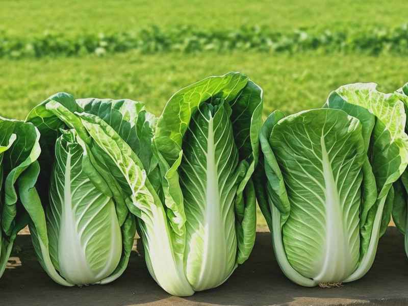 台湾包种茶 - 台湾包种茶有哪些