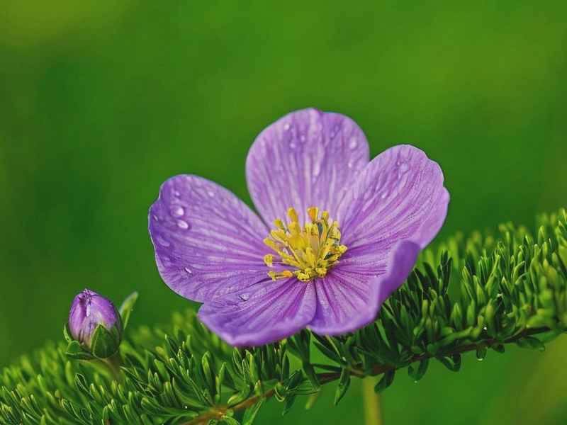 瞿麦花语、瞿麦花语寓意 瞿麦花语、瞿麦花语寓意