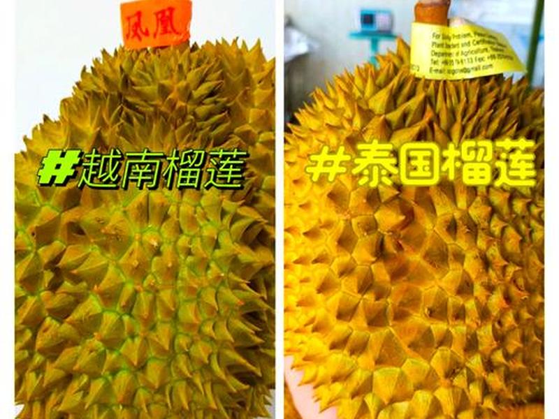 10月泰国及越南榴莲,泰国榴莲和越南榴莲怎么区分 10月泰国及越南榴莲,泰国榴莲和越南榴莲怎么区分